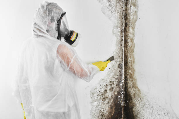 Best Black Mold Removal  in Green Valley, CA